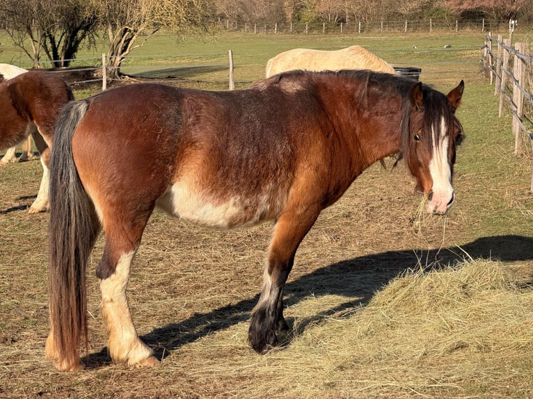Galés-C Yegua 9 años 137 cm Castaño in Thaumiers