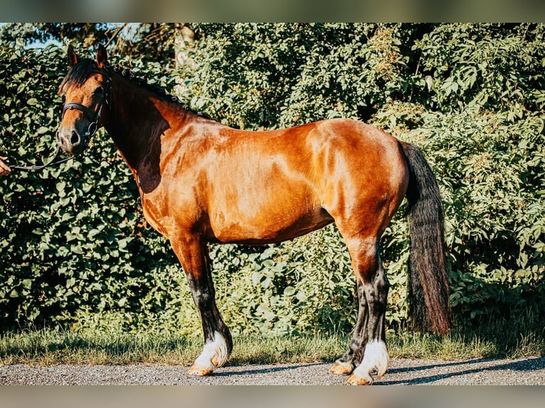 Galés-C Yegua 9 años 138 cm Castaño oscuro in Lindlar