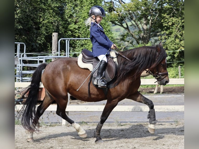 Galés-C Yegua 9 años 141 cm Castaño in Gärtenberg