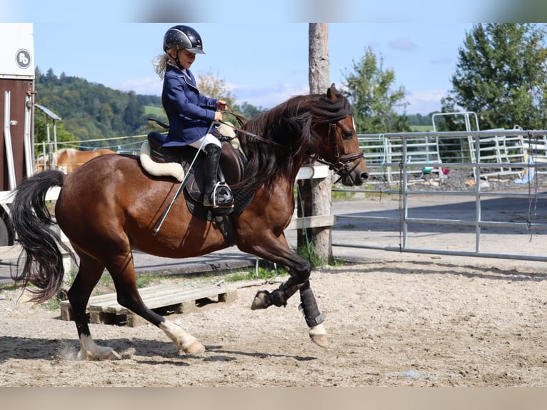 Galés-C Yegua 9 años 141 cm Castaño in Gärtenberg