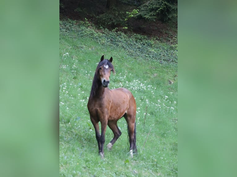 Galés-C Yegua 9 años 141 cm Castaño in Gärtenberg