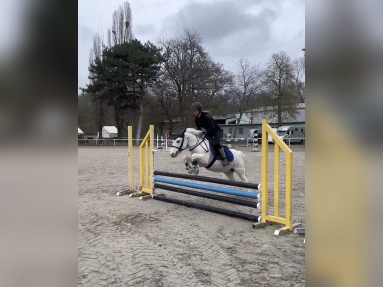 Galés-D Mestizo Caballo castrado 10 años 135 cm Tordo in Bratislava
