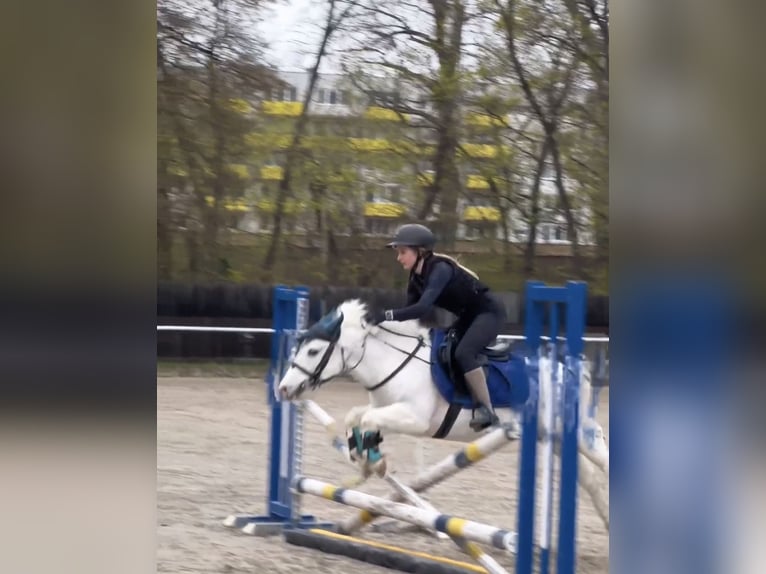 Galés-D Mestizo Caballo castrado 10 años 135 cm Tordo in Bratislava