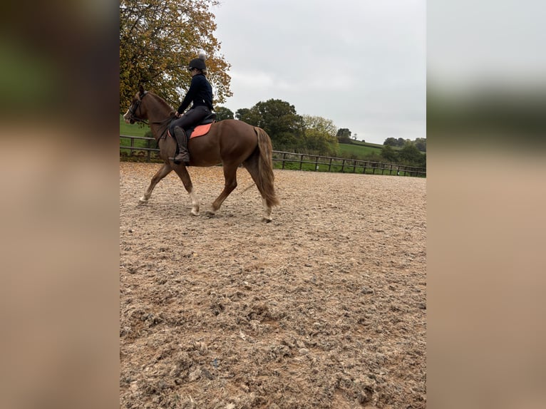 Galés-D Caballo castrado 10 años 142 cm Alazán-tostado in Herefordshire