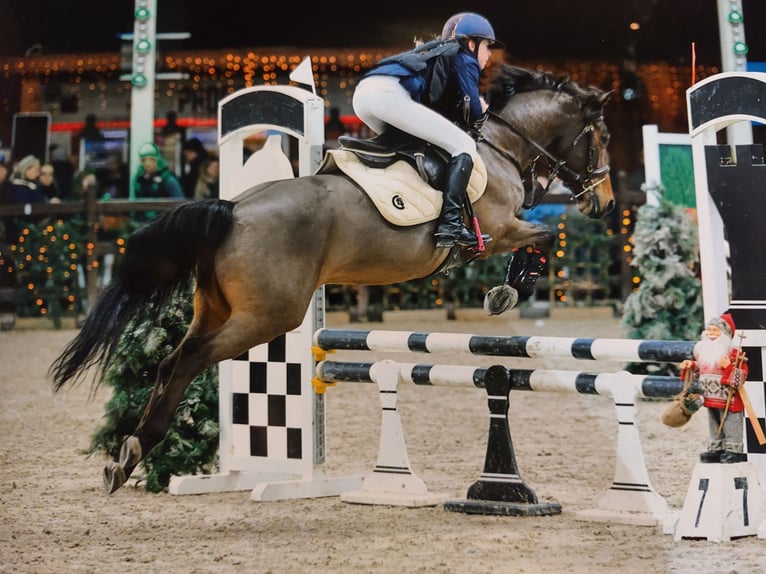Galés-D Caballo castrado 10 años 144 cm Castaño in Colfontaine