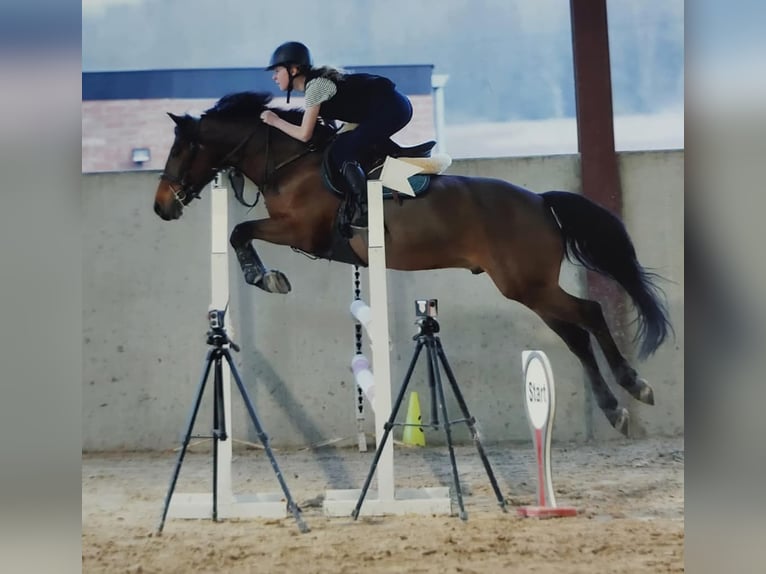 Galés-D Caballo castrado 10 años 144 cm Castaño in Colfontaine