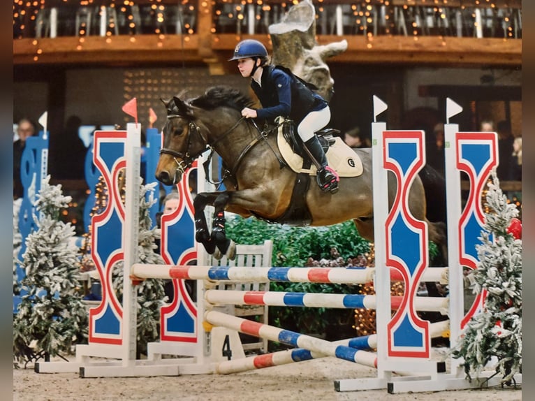 Galés-D Caballo castrado 10 años 144 cm Castaño in Colfontaine