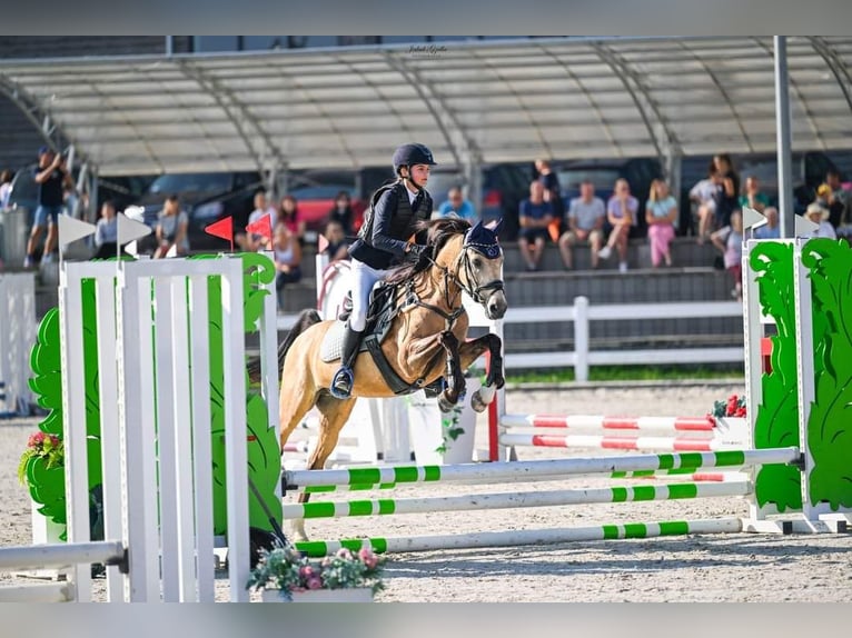 Galés-D Caballo castrado 10 años 146 cm Castaño claro in Gdańsk