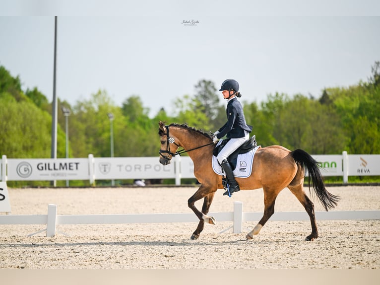 Galés-D Caballo castrado 10 años 146 cm Castaño claro in Gdańsk