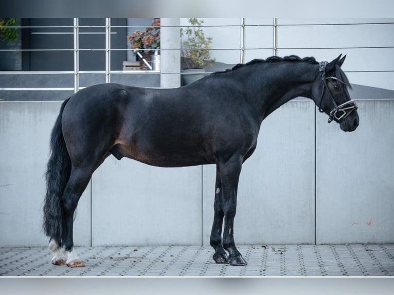 Galés-D Caballo castrado 10 años 146 cm Negro in Wehringen