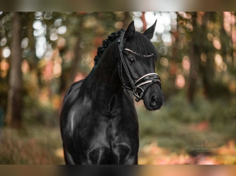 Galés-D Caballo castrado 10 años 146 cm Negro in Wehringen