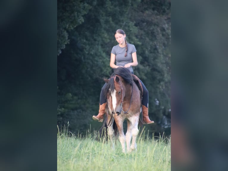 Galés-D Caballo castrado 10 años 148 cm Castaño-ruano in Breckerfeld