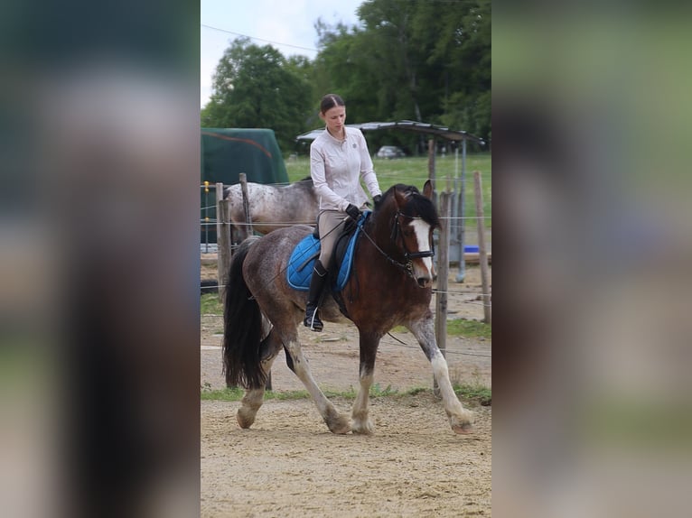 Galés-D Caballo castrado 10 años 148 cm Castaño-ruano in Breckerfeld