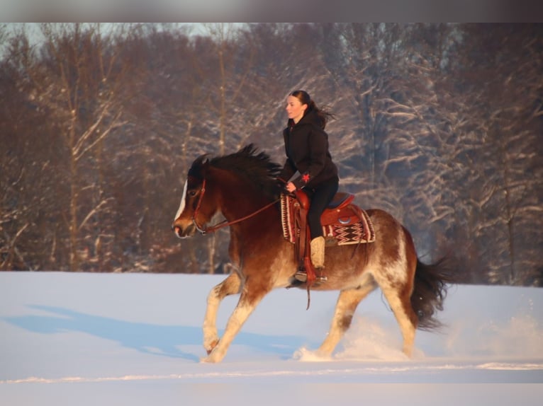 Galés-D Caballo castrado 10 años 148 cm Castaño-ruano in Breckerfeld