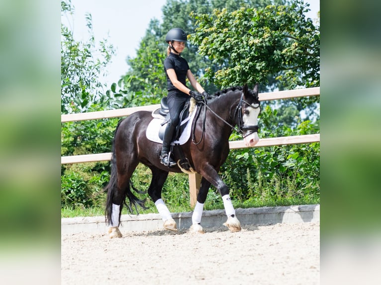 Galés-D Caballo castrado 11 años 140 cm Negro in S&#xF6;rup
