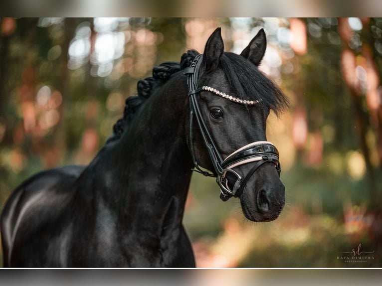 Galés-D Caballo castrado 11 años 146 cm Negro in Wehringen