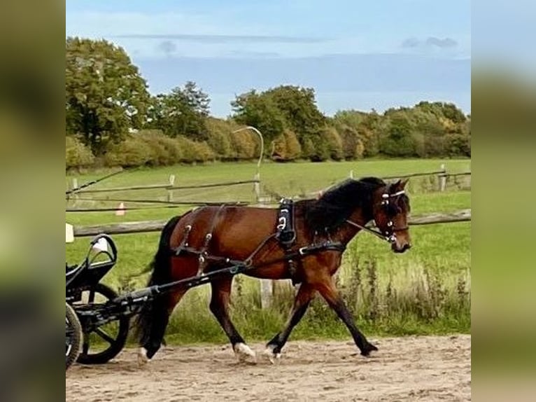 Galés-D Caballo castrado 11 años 151 cm Castaño in Bargfeld-Stegen