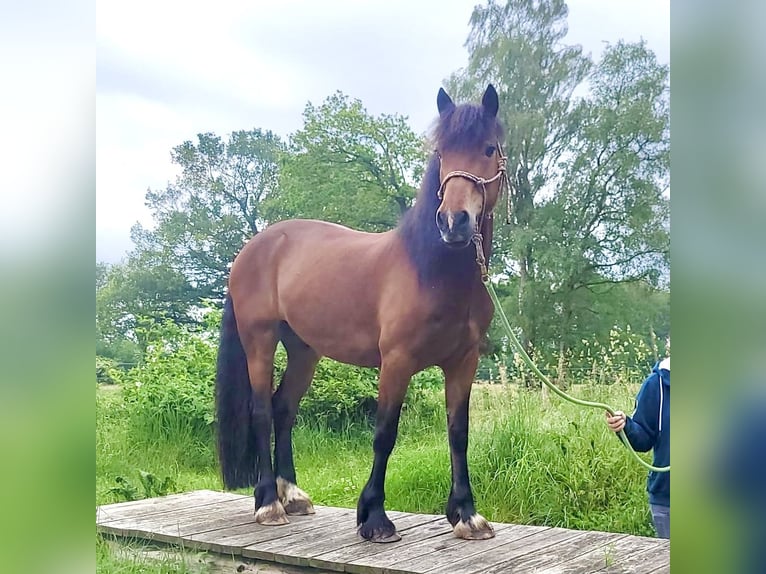 Galés-D Caballo castrado 11 años 151 cm Castaño in Bargfeld-Stegen