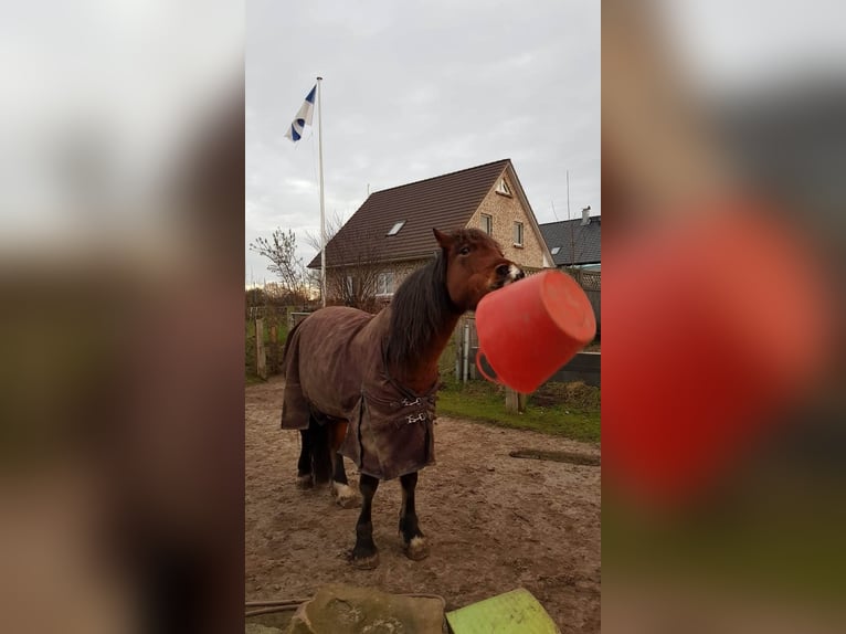 Galés-D Caballo castrado 11 años 151 cm Castaño in Bargfeld-Stegen