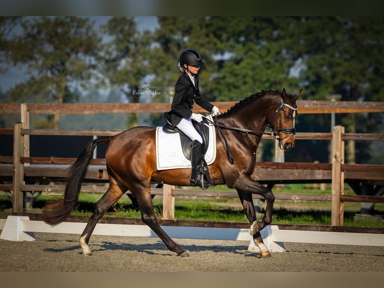 Galés-D Caballo castrado 11 años 155 cm Castaño in Assen
