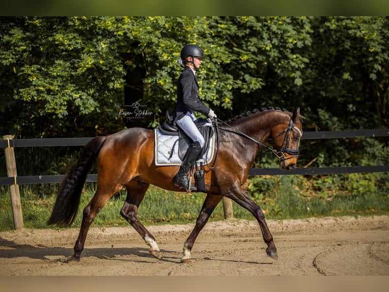 Galés-D Caballo castrado 11 años 155 cm Castaño in Assen