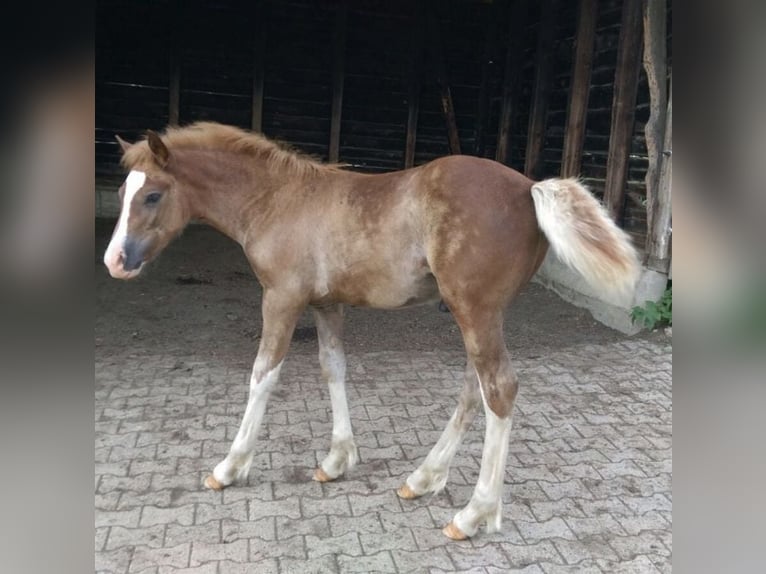 Galés-D Mestizo Caballo castrado 11 años 157 cm Alazán in Großalmerode