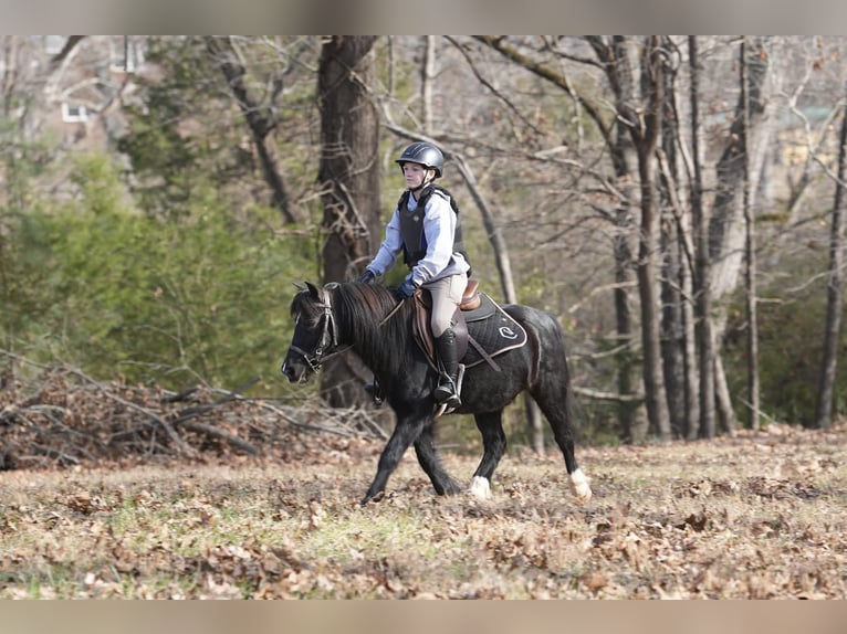 Galés-D Mestizo Caballo castrado 12 años 117 cm Negro in Clover