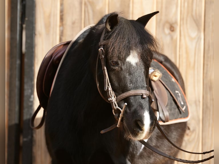 Galés-D Mestizo Caballo castrado 12 años 117 cm Negro in Clover
