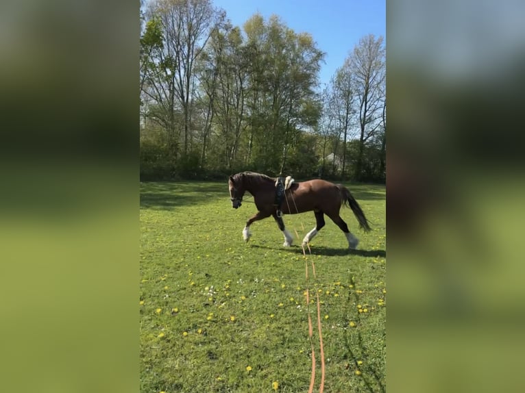 Galés-D Caballo castrado 12 años 148 cm Alazán in Anderen