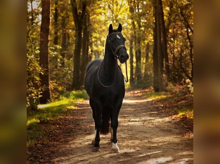 Galés-D Caballo castrado 12 años 153 cm Negro in Vragender