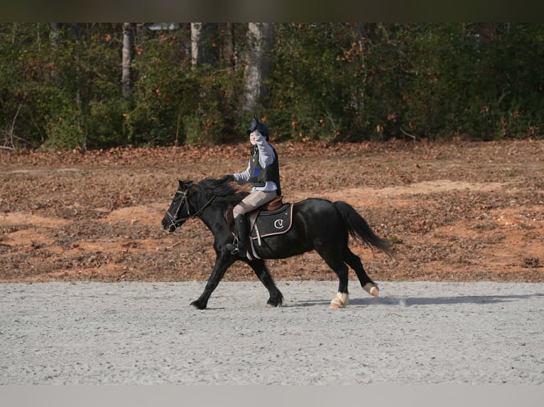 Galés-D Mestizo Caballo castrado 13 años 117 cm Negro in Clover