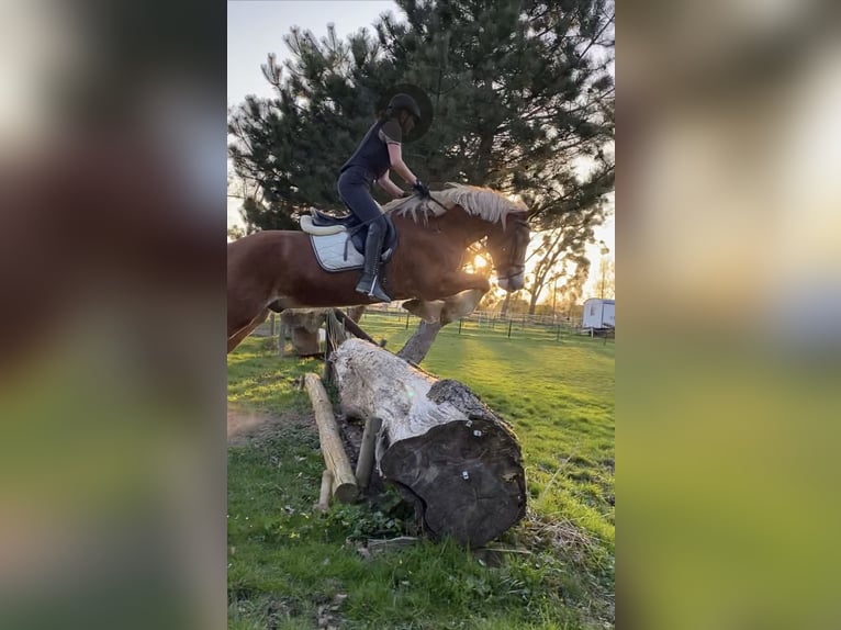 Galés-D Caballo castrado 13 años 156 cm in Reitsportanlage Rittergut Haebarnsen