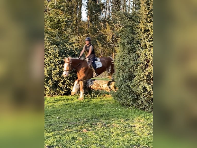 Galés-D Caballo castrado 13 años 156 cm Sabino in Reitsportanlage Rittergut Haebarnsen