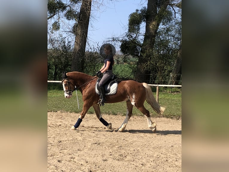 Galés-D Caballo castrado 13 años 156 cm Sabino in Reitsportanlage Rittergut Haebarnsen