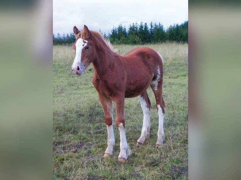 Galés-D Caballo castrado 13 años 156 cm Sabino in Reitsportanlage Rittergut Haebarnsen