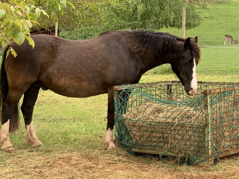 Galés-D Caballo castrado 14 años 142 cm Morcillo in Bad Kreuznach
