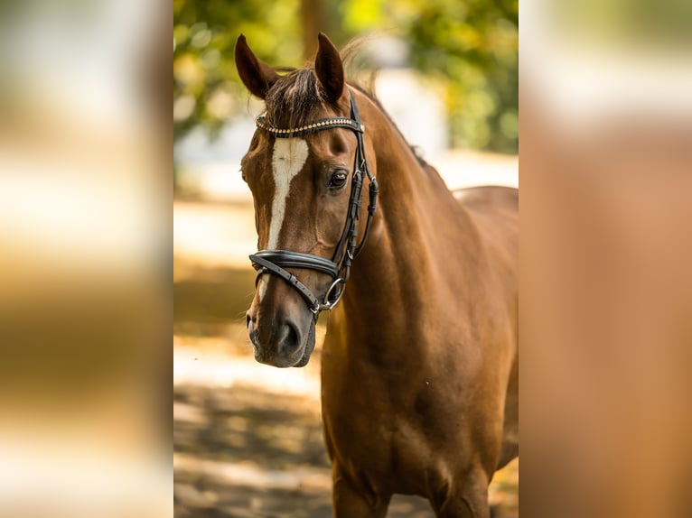 Galés-D Caballo castrado 14 años 145 cm Alazán-tostado in Trier