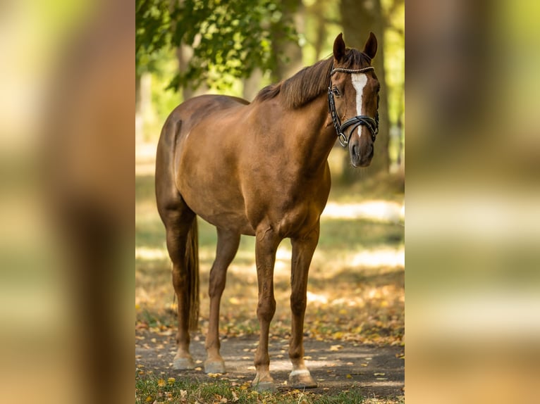 Galés-D Caballo castrado 14 años 145 cm Alazán-tostado in Trier