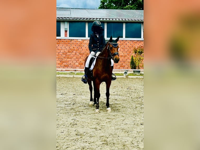 Galés-D Mestizo Caballo castrado 14 años 147 cm Castaño in Wittenborn Galés-D Mestizo Caballo castrado 14 años 147 cm Castaño in Wittenborn