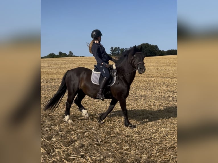 Galés-D Caballo castrado 14 años 147 cm Negro in Lütjenburg