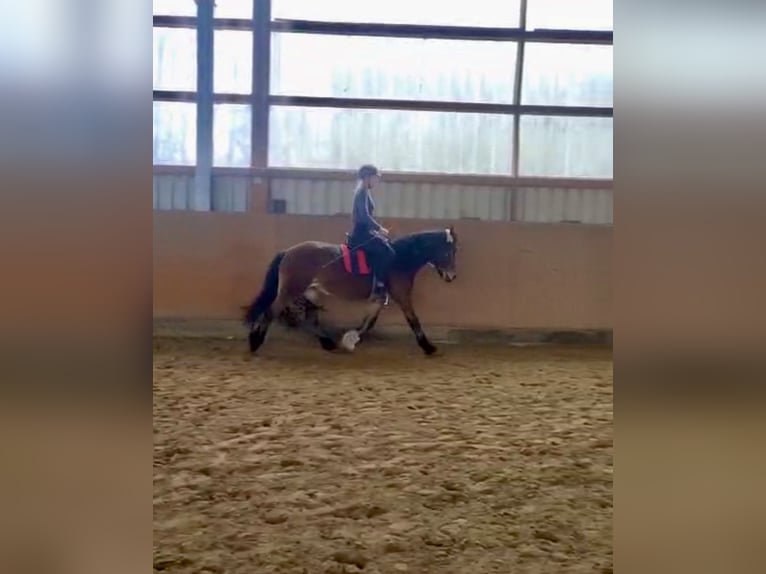 Galés-D Caballo castrado 14 años 148 cm Castaño in Dortmund