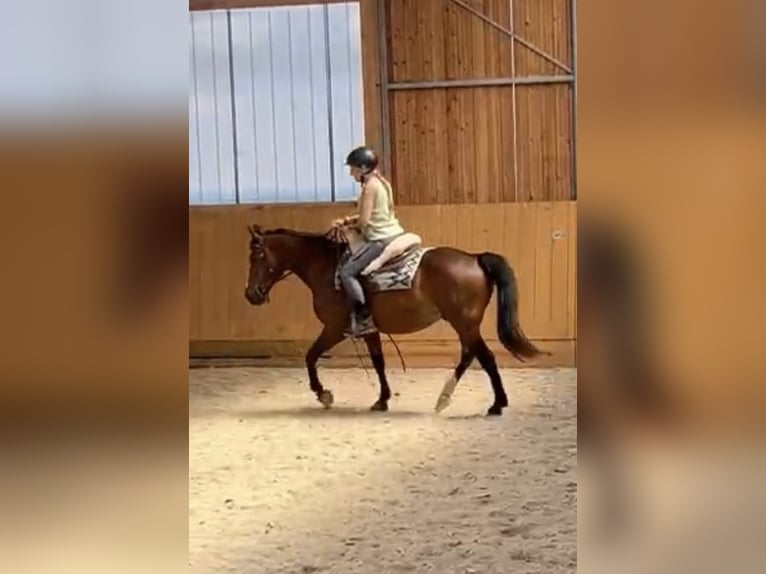 Galés-D Caballo castrado 14 años 148 cm Castaño in Mertesheim