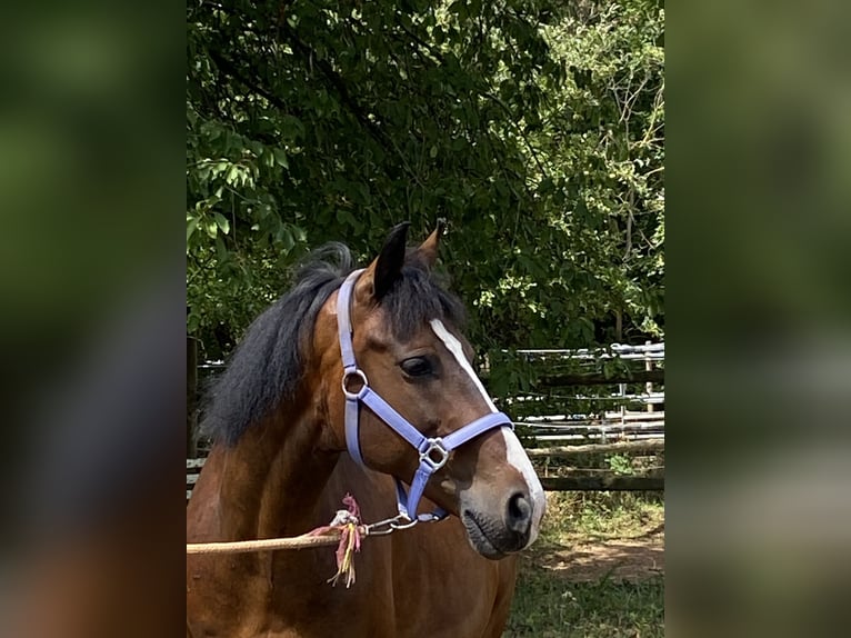Galés-D Caballo castrado 14 años 148 cm Castaño in Mertesheim