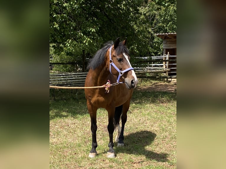 Galés-D Caballo castrado 14 años 148 cm Castaño in Mertesheim