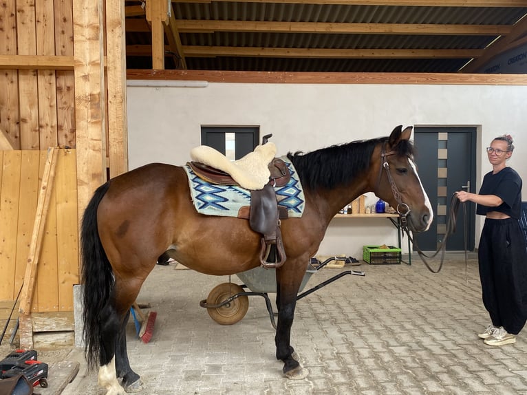 Galés-D Caballo castrado 14 años 148 cm Castaño in Mertesheim