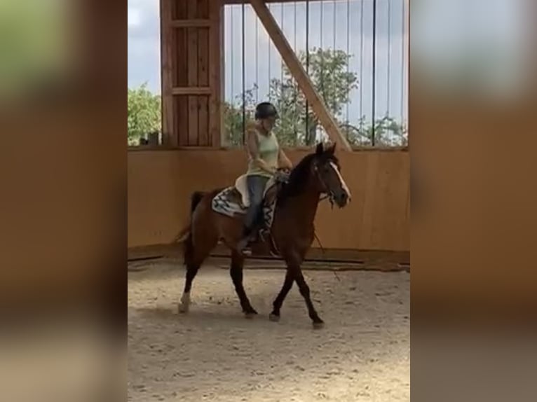 Galés-D Caballo castrado 14 años 148 cm Castaño in Mertesheim
