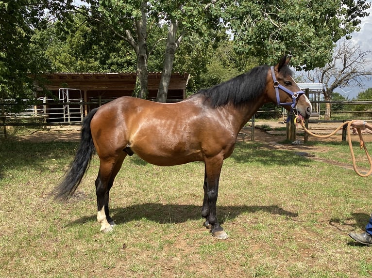 Galés-D Caballo castrado 14 años 148 cm Castaño in Mertesheim