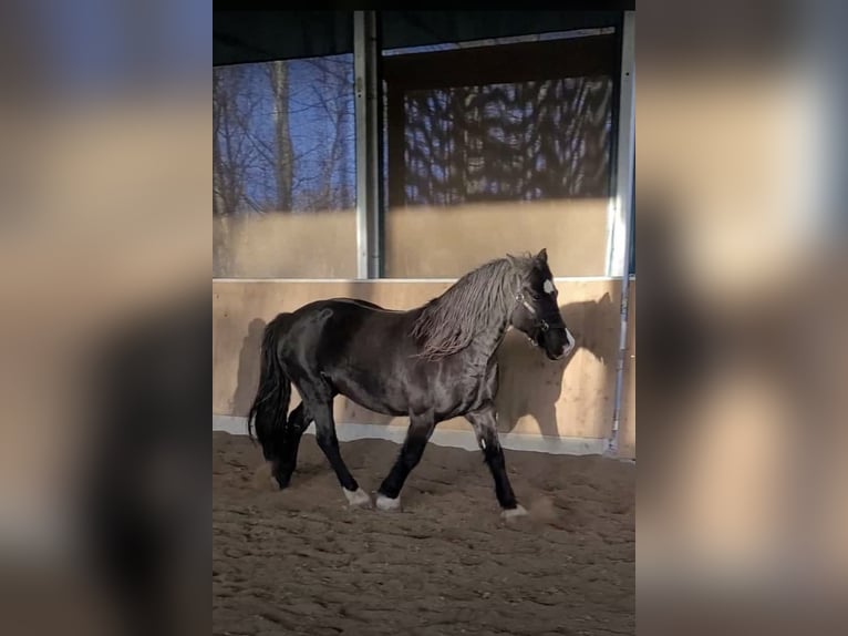 Galés-D Caballo castrado 14 años 150 cm Negro in Stahnsdorf