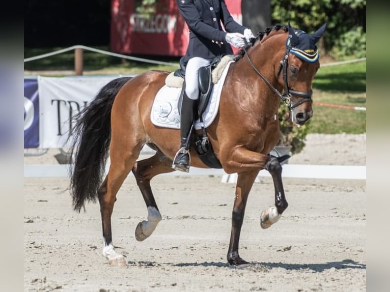 Galés-D Caballo castrado 15 años 147 cm Castaño rojizo in Neu-Anspach