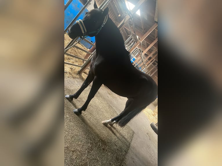 Galés-D Mestizo Caballo castrado 15 años Negro in Dernbach (Westerwald)